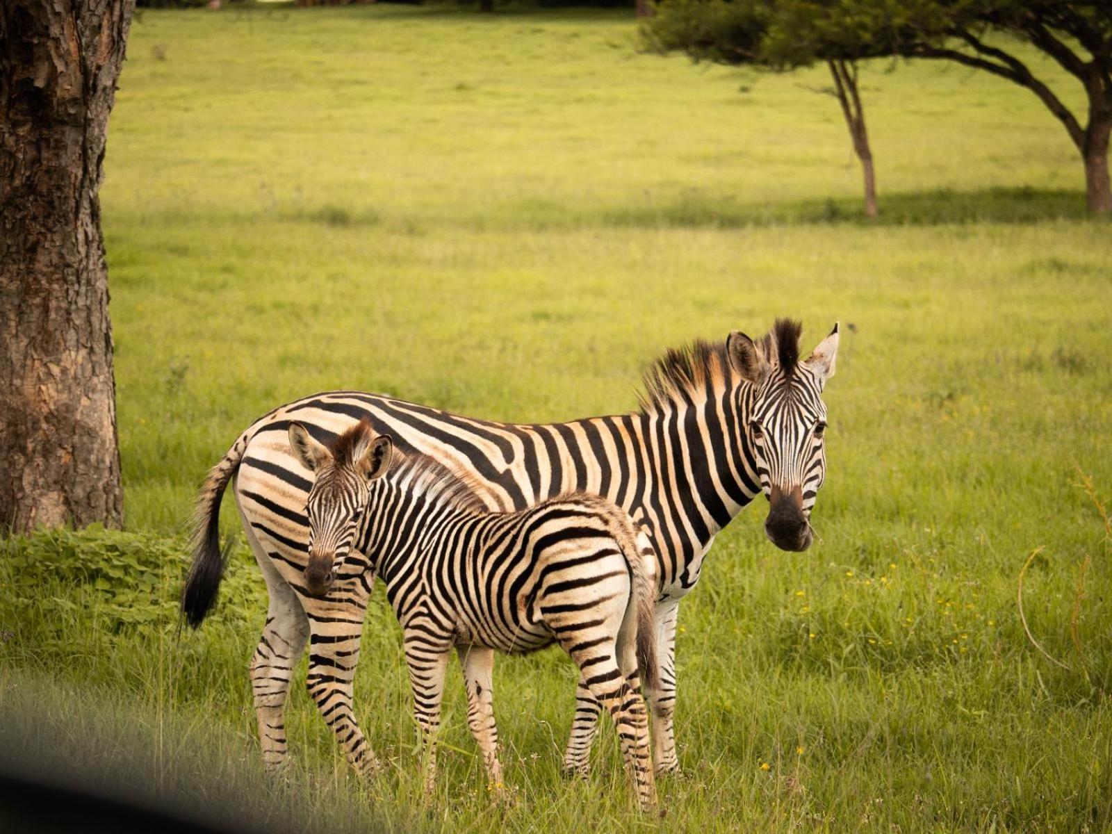 Idube Guest House ウィンタートン エクステリア 写真